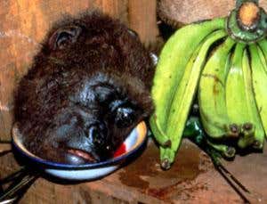 Urban hunters do most harm to ape populations