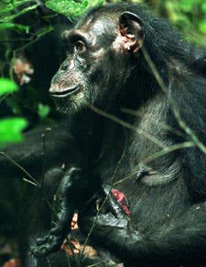 New Scientist. Science news and long reads from expert journalists, covering developments in science, technology, health and the environment on the website and the magazine.