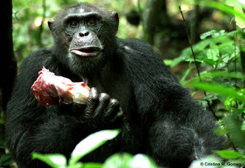 Sagu, an adult male chimpanzee, holding the rib cage of a red colobus