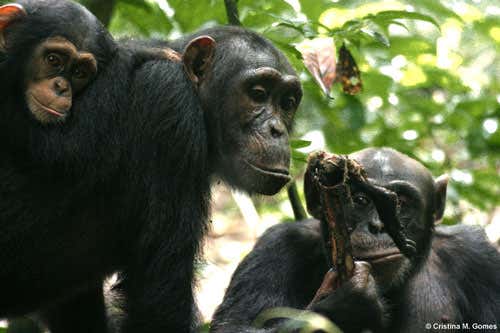Utan, an adult male, holding a piece of meat of a red colobus; with Kinshasa, an adult female chimpanzee with her infant Kirikou on her back, begging from Utan