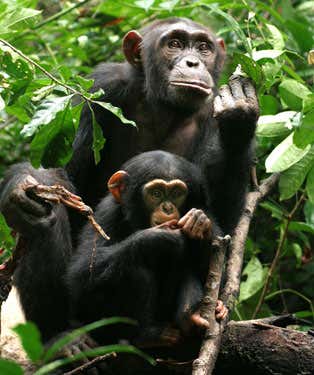 Kinshasa, an adult male chimpanzee, holding a piece of meat she received some minutes before (previous photo) from Utan, an adult male chimpanzee