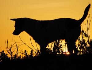 Pets may become latest victims of climate change