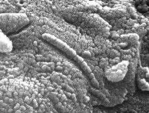 In 1996, researchers suggested that microscopic rod-like structures in a Martian meteorite called ALH84001 were the fossilised remains of tiny bacteria, but most researchers now doubt the claim, since the structures can be made inorganically 