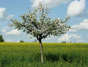 Apples explain why leaves change colour in autumn