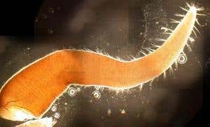 Penis length isn't everything … for barnacle males