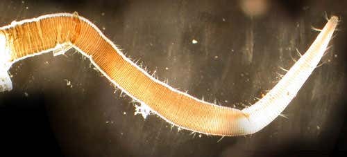 In calm waters, barnacles grow longer, flexible penises with greater reach