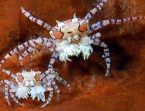 Snapper snaps: Prize-winning underwater photography