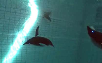 New Scientist. Science news and long reads from expert journalists, covering developments in science, technology, health and the environment on the website and the magazine.