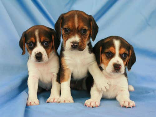 Ruppy's puppys. The ones on the ends have the RFP gene, while the one in the centre does not. Ruppy was bred to a non-transgenic dog, and fluroescent puppies were born in the expected Mendelian ratio