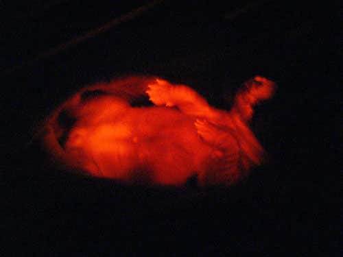 Ruppy the transgenic puppy at 10 days old under ultraviolet light, showing the red fluorescent protein produced by sea anemones (Photo: Byeong Chun Lee).