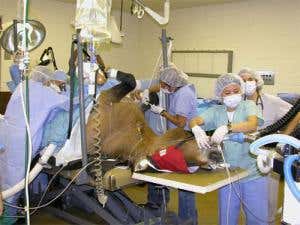 Great escapes: Eight emergency species rescues