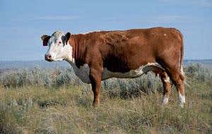 Cow genome revealed – but how to milk it?