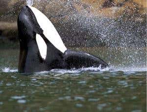 New Scientist. Science news and long reads from expert journalists, covering developments in science, technology, health and the environment on the website and the magazine.