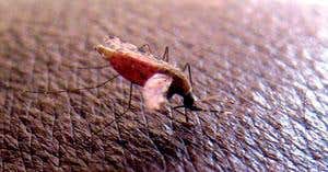 New Scientist. Science news and long reads from expert journalists, covering developments in science, technology, health and the environment on the website and the magazine.