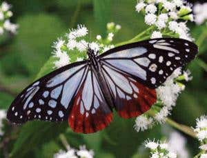 New Scientist. Science news and long reads from expert journalists, covering developments in science, technology, health and the environment on the website and the magazine.