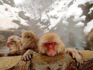 The snow monkeys of Hell's Valley
