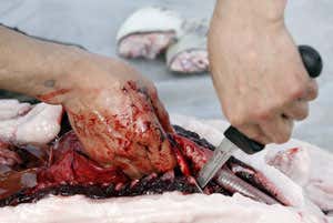 New Scientist. Science news and long reads from expert journalists, covering developments in science, technology, health and the environment on the website and the magazine.