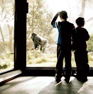 Ape behaviour reveals secrets of human evolution