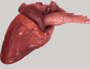 Virtual heart pumps up the realism