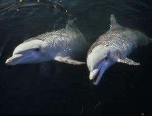 New Scientist. Science news and long reads from expert journalists, covering developments in science, technology, health and the environment on the website and the magazine.