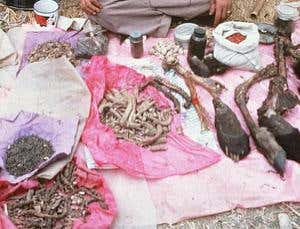 Quack remedies spread by virtue of being useless