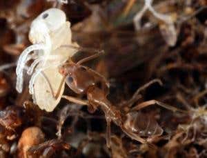'Stench of life' prevents ants from being buried alive