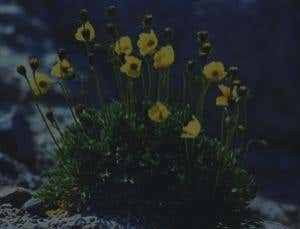 Could flowers bloom on icy moon Europa?