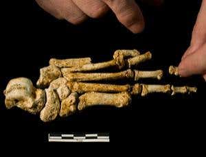 Assembly of the foot of the type specimens (LB1) of Homo floresiensis 