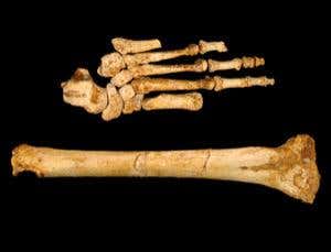 The left foot of the type specimen (LB1) of Homo floresiensis next to its right tibia 