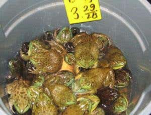 World frog trade spreading killer diseases