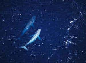 New Scientist. Science news and long reads from expert journalists, covering developments in science, technology, health and the environment on the website and the magazine.