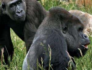 Jealous female gorillas solicit unproductive sex