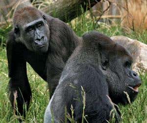 New Scientist. Science news and long reads from expert journalists, covering developments in science, technology, health and the environment on the website and the magazine.