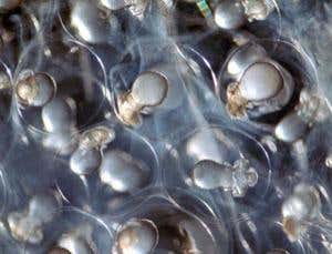 The art of science: Cement flowers and quantum cascades