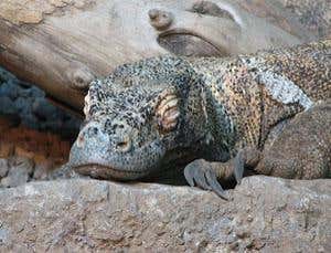 Venom is key to Komodo dragon's killing power