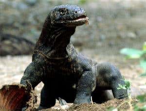 New Scientist. Science news and long reads from expert journalists, covering developments in science, technology, health and the environment on the website and the magazine.