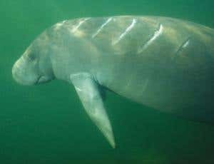 Sonic alarm saves marine mammals from ship strike