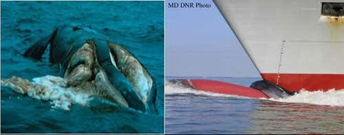 Whales killed by ship strikes: (left) North Atlantic right whale cut by propeller; (right) Sei whale draped over the bulbous bow 