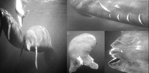 Manatees injured by boat collisions. Most survive collisions with smaller boats, while collisions with larger, slow-moving barges are often fatal 