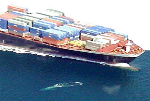Near misses at the bow of a container ship 