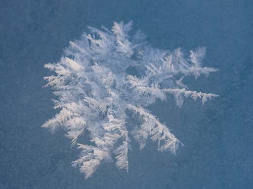 Frost flowers on the ice shelf near Barrow, Alaska 