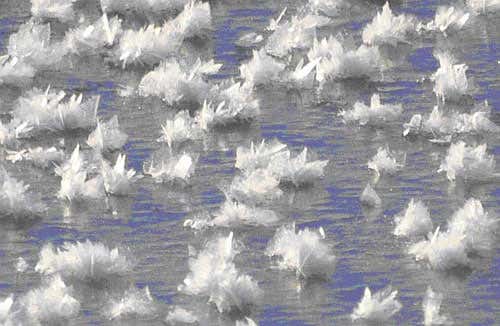 Frost flowers on dark surface ice (nilas) in the Barents Sea 