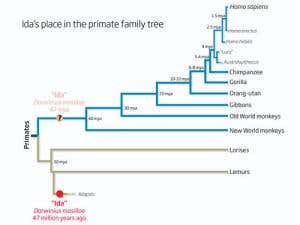 Why Ida fossil is not the missing link