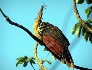 Noisy ecotourists get wild birds in a flap