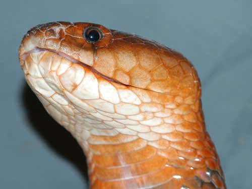 Adult spitting cobra