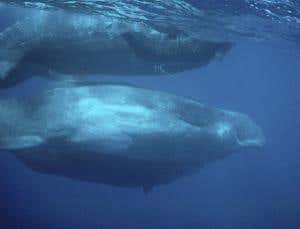 Babysitting whales give mums time for a snack