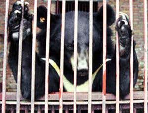 Bear tapping: A bile business