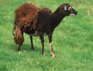 Early domestic animals were surprisingly well bred