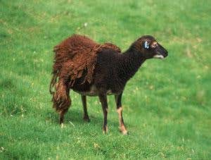 New Scientist. Science news and long reads from expert journalists, covering developments in science, technology, health and the environment on the website and the magazine.