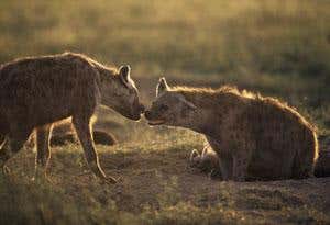Two Spotted hyenas (Crocuta crocuta) greeting one another, Tanzania, Africa. Hyenas are much more cooperative than their popular image suggests